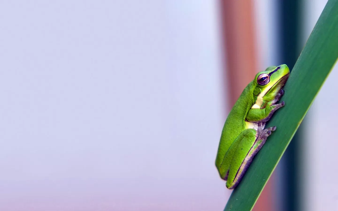 The Young frog on a blade, amphibious, animals, frogs, green x