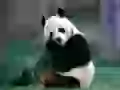 The Fan of a bamboo