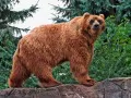 open picture: «The Bear»