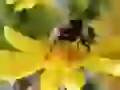 The Shaggy bumblebee