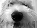 open picture: «The Wet nose, a muzzle of a shaggy white dog»