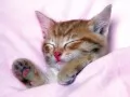 выбранное изображение: «Морда спящего котёнка»