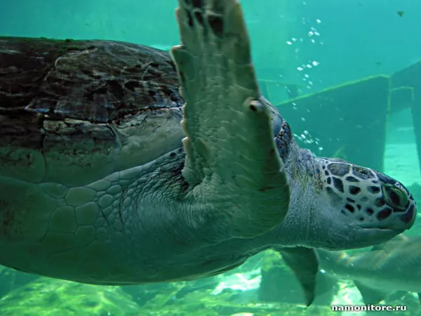 Морская черепаха, Животные