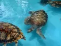 open picture: «Sea turtles»