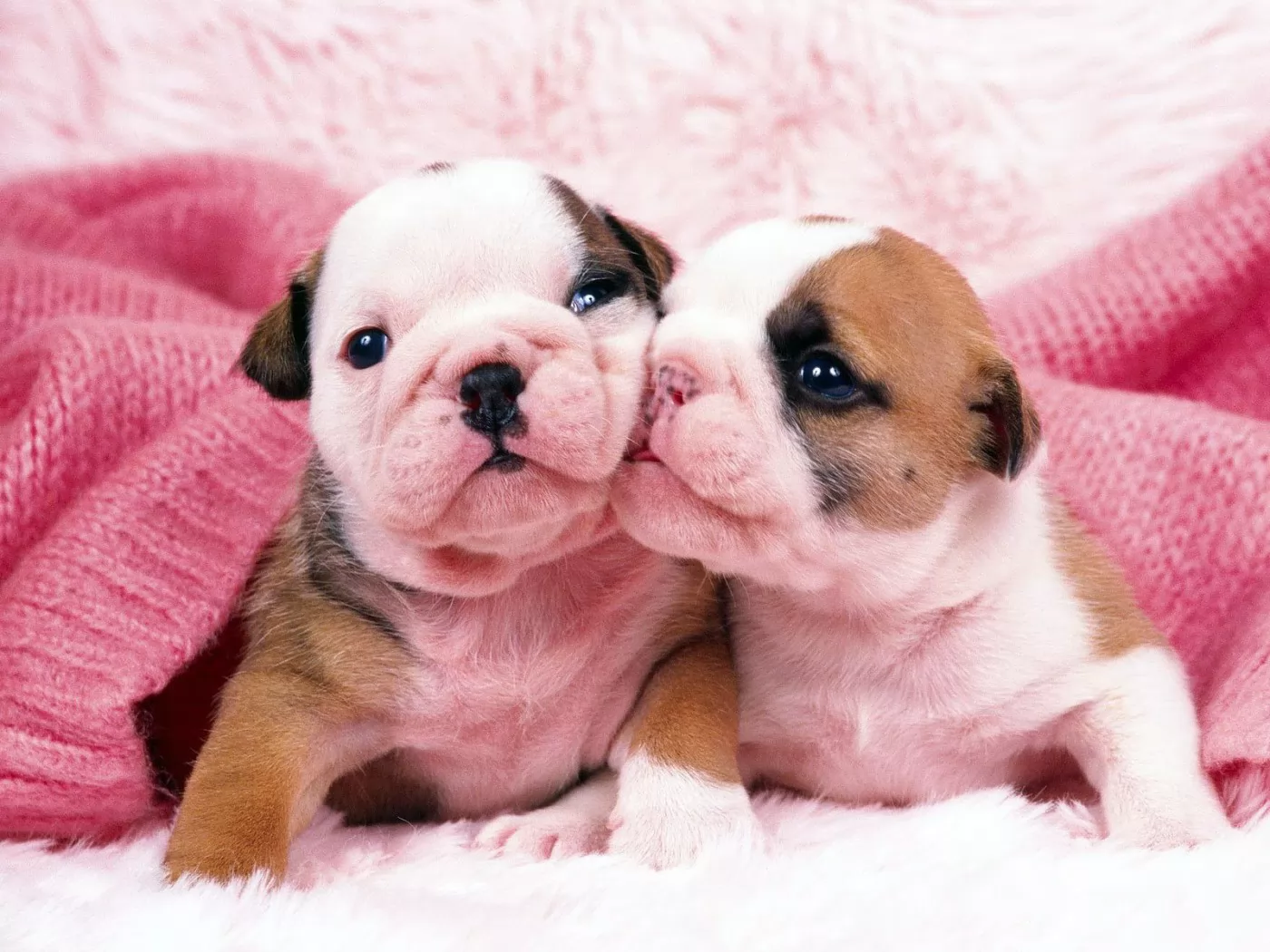 Про розовых собак. Картинки щенков. Милые собачки. Милые песики. Красивые щенки.
