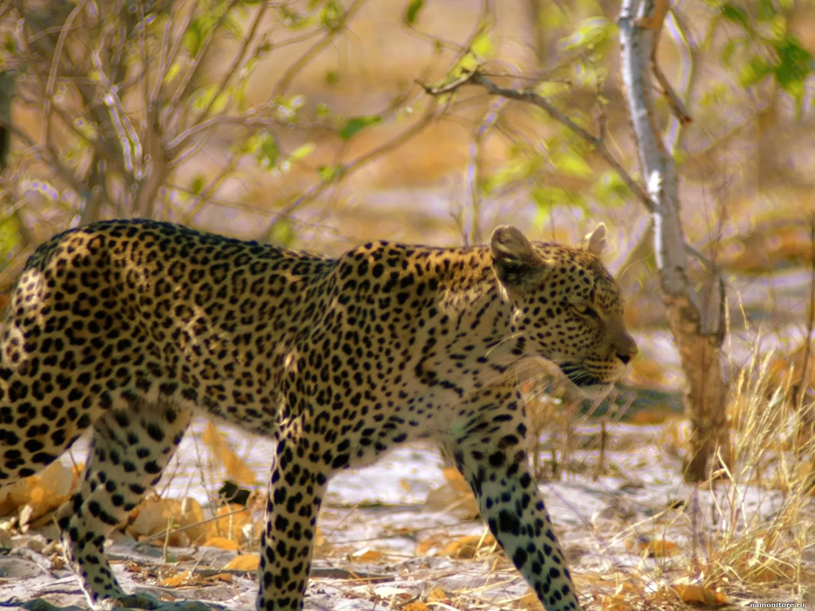 Leopard 10. Зеленая природа с животных на охота.