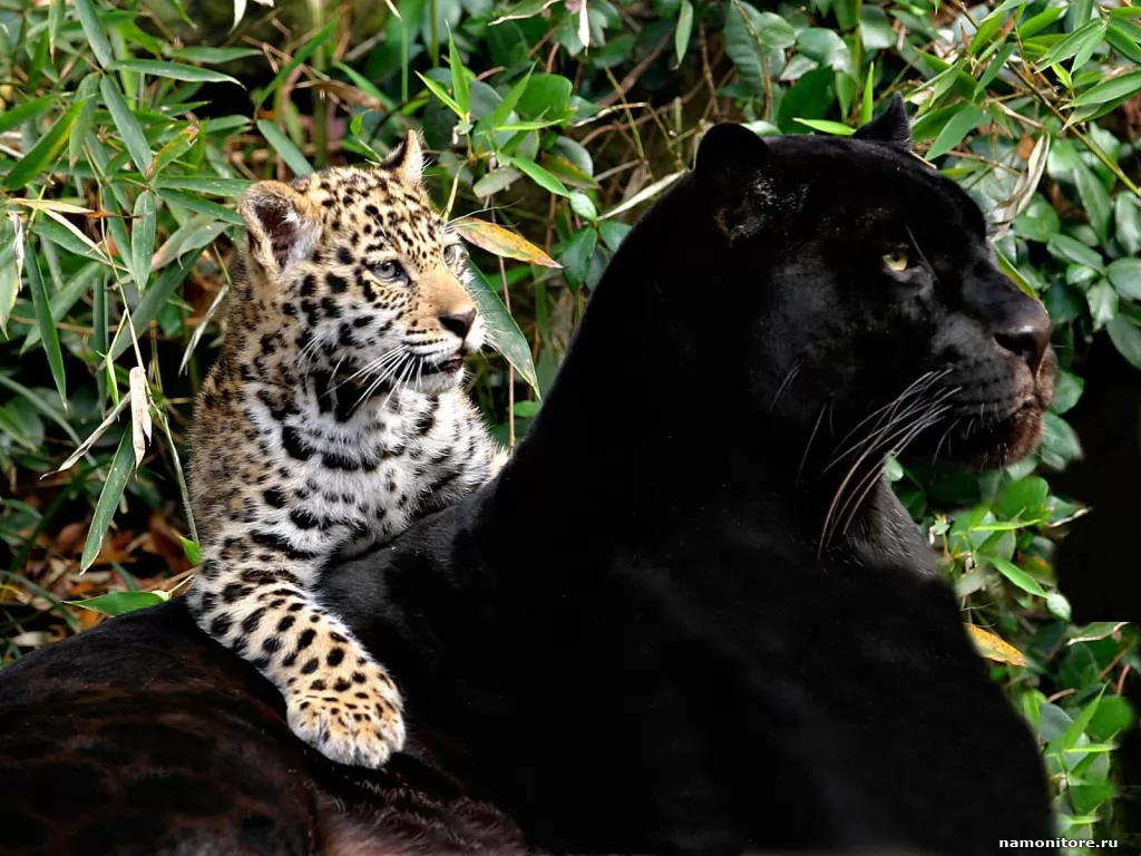 The Dangerous union, animals, black, cats, leopards, panthers x