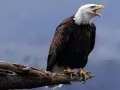 open picture: «The Eagle on a branch with an open beak»