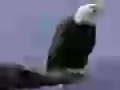 The Eagle on a branch with an open beak