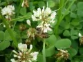 open picture: «Wasp and a clover»
