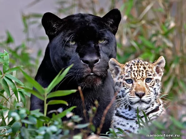 The Panther and a jaguar, Animals