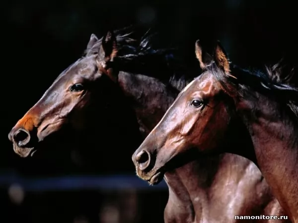 Пара лошадей, Животные
