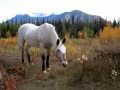 open picture: The Grazed horse