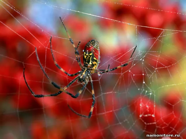 Spider on a web, Animals