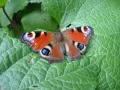 open picture: «The Peacock eye, the butterfly on a leaf»