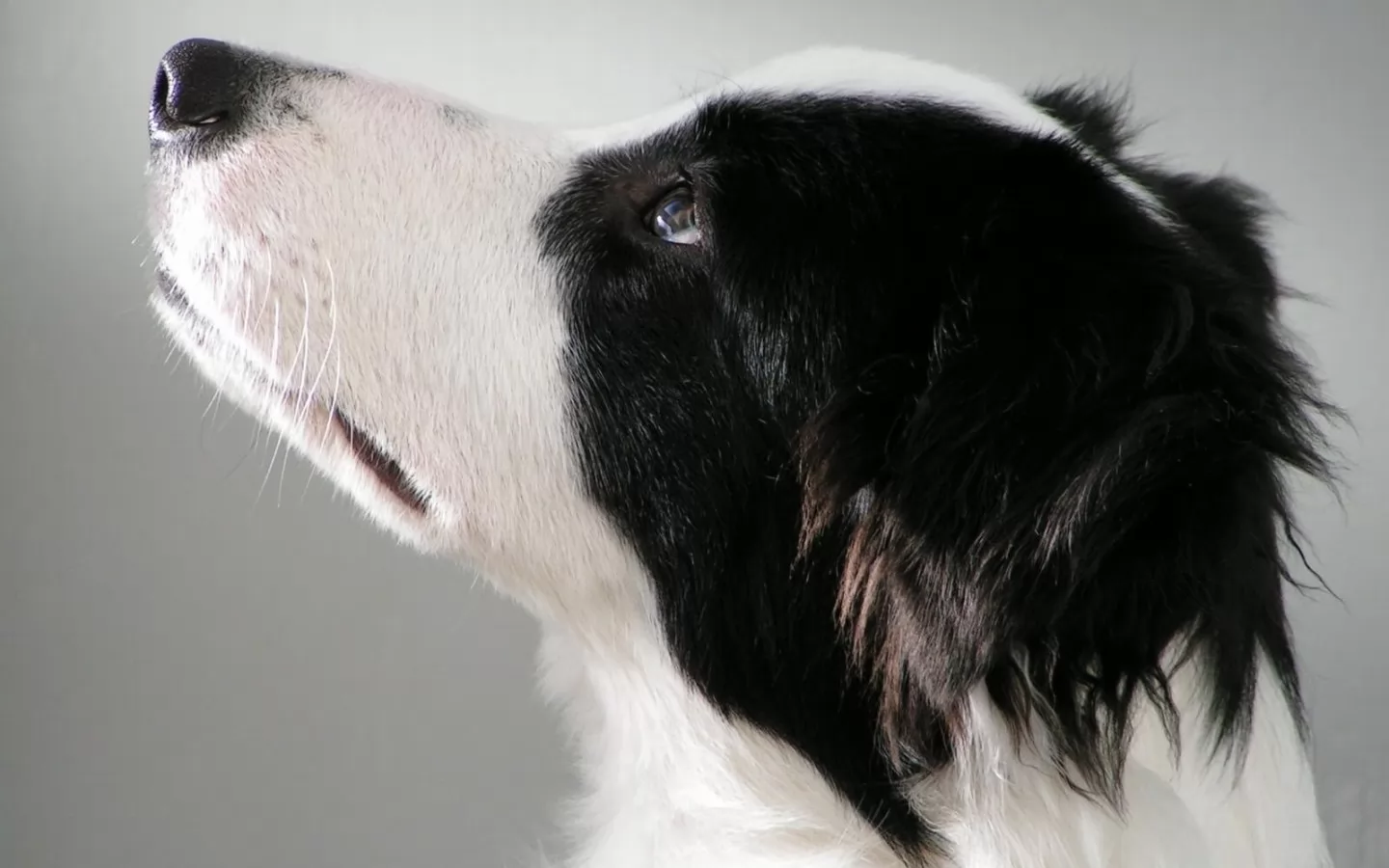 черно белый собаки фото порода