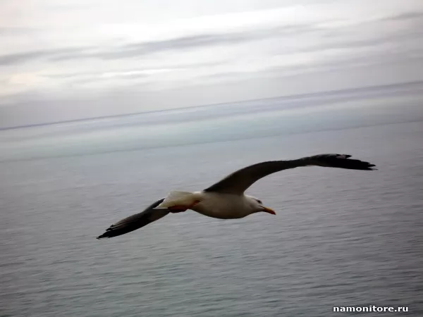Flight of a seagull, Animals