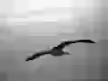 Flight of a seagull