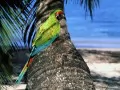 выбранное изображение: «Попугай на пальме»