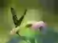 The Flitting butterfly