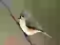 The Birdie on a branch