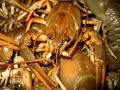 open picture: Cancers before cooking