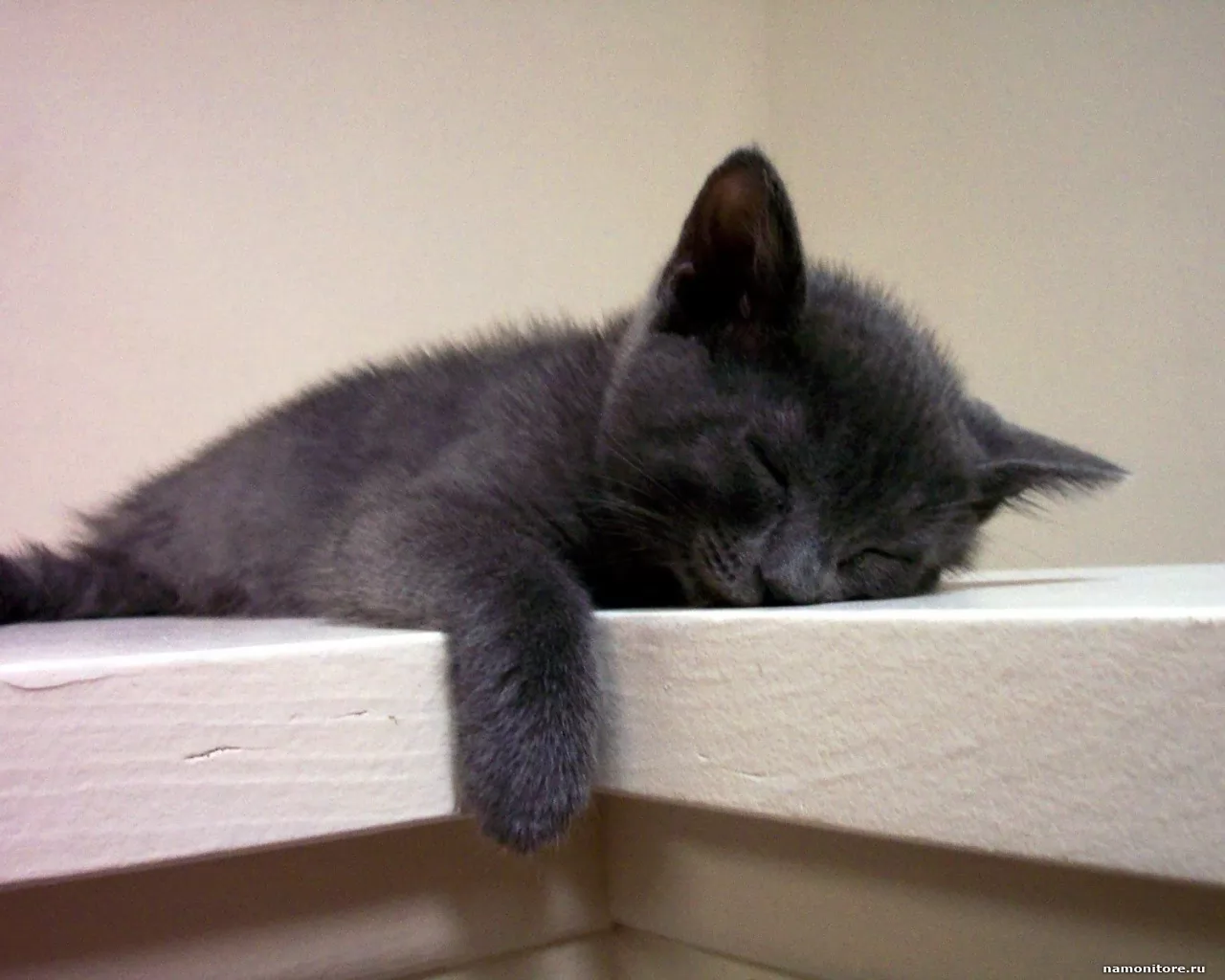 Спящий черный котенок