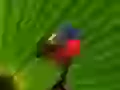 Multi-coloured birdie