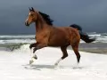 выбранное изображение: «Резвый конь»