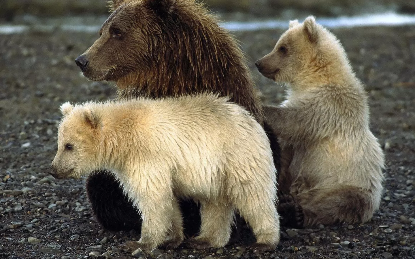 Семейство медведей, животные, медведи х