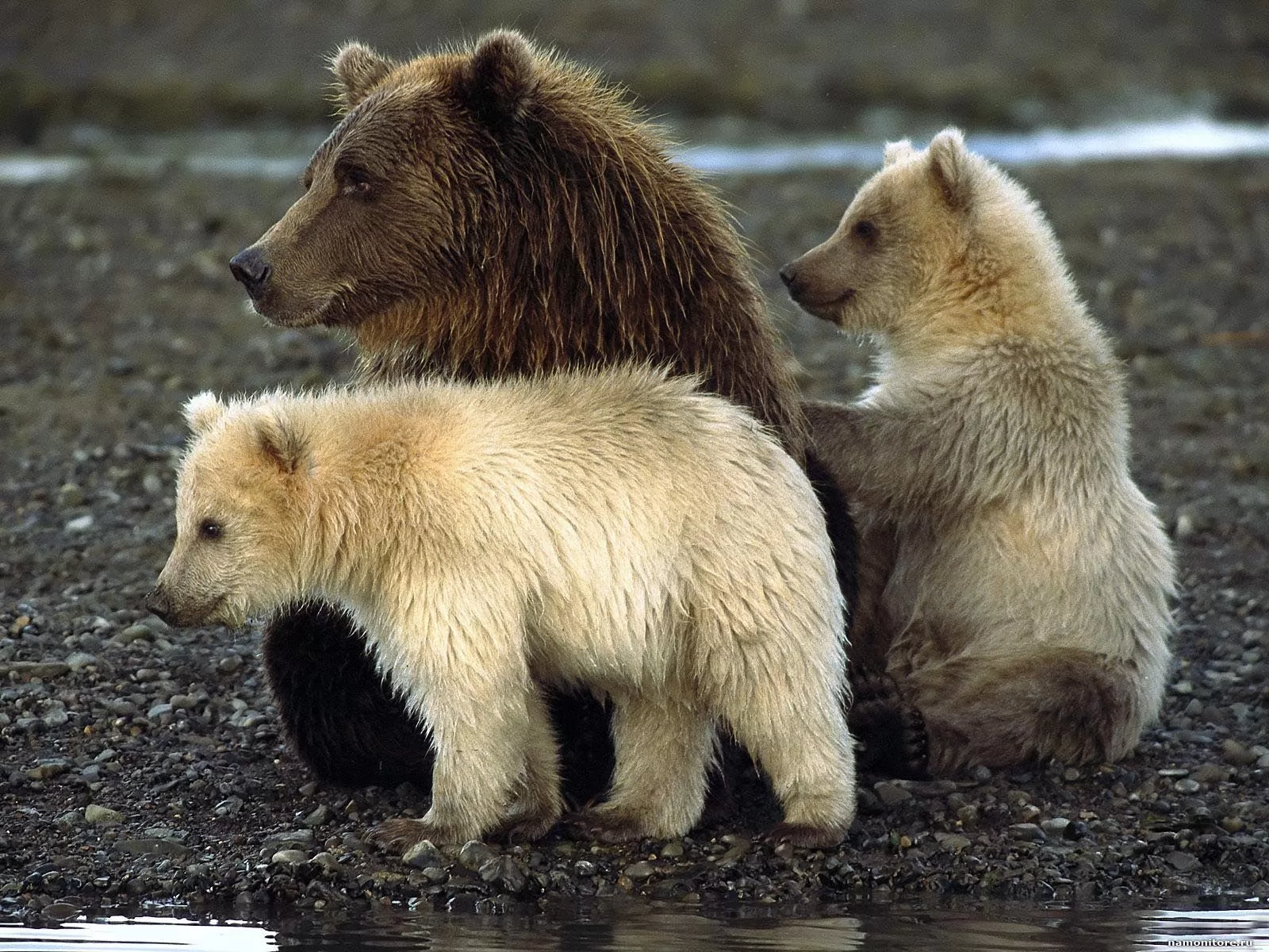 Семейство медведей, животные, медведи х
