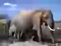 The Family of elephants