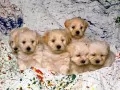 current picture: «Puppies»