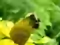 The Bumblebee