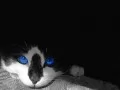 open picture: «The Blue-eyed cat»