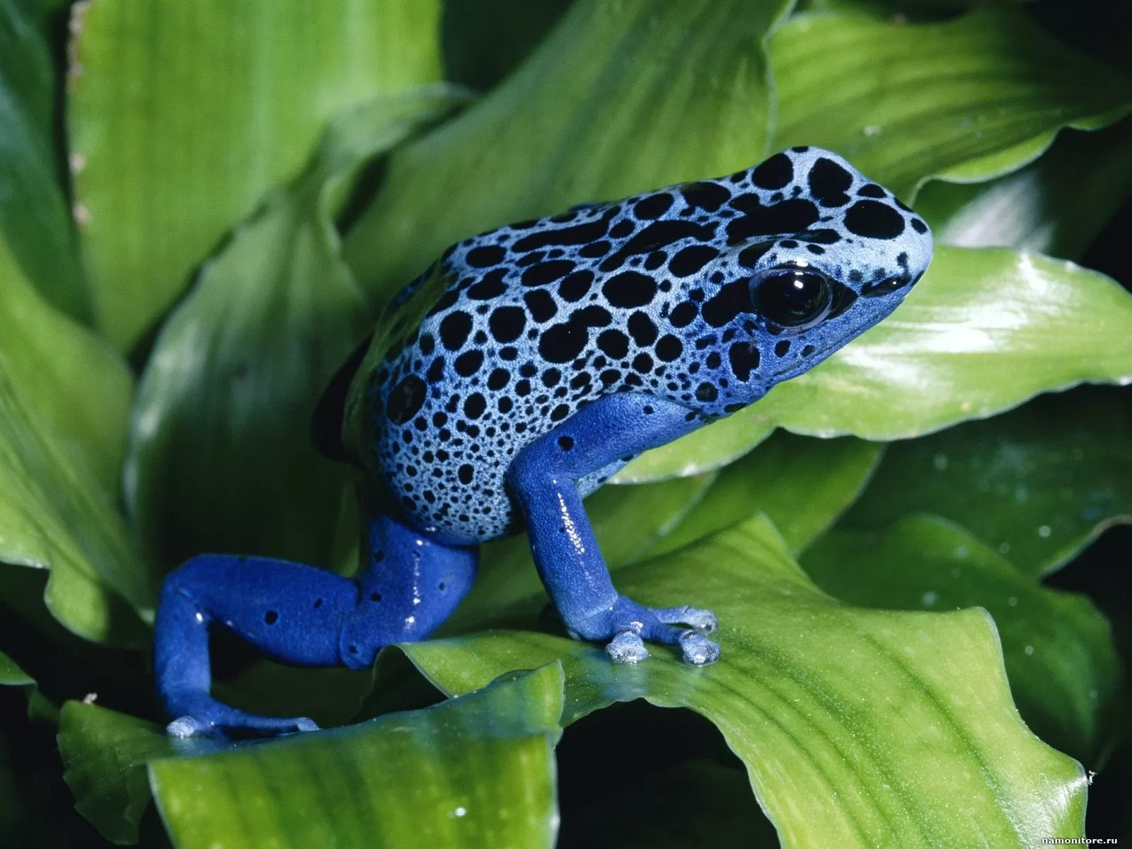 Синяя лягушка, животные, зеленое, земноводные, лягушки, синее х