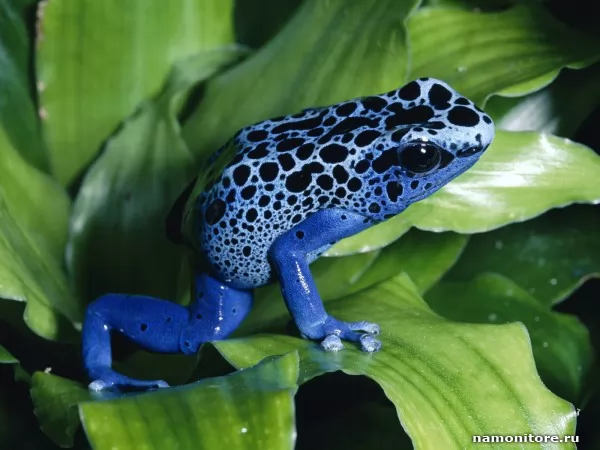 The Dark blue frog, Animals