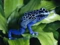 current picture: «The Dark blue frog»