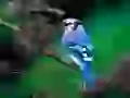 The Dark blue little bird