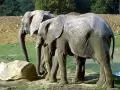 Elephants