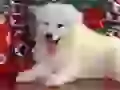 The Snowball. A white fluffy dog