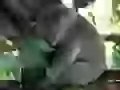 The Sleeping koala