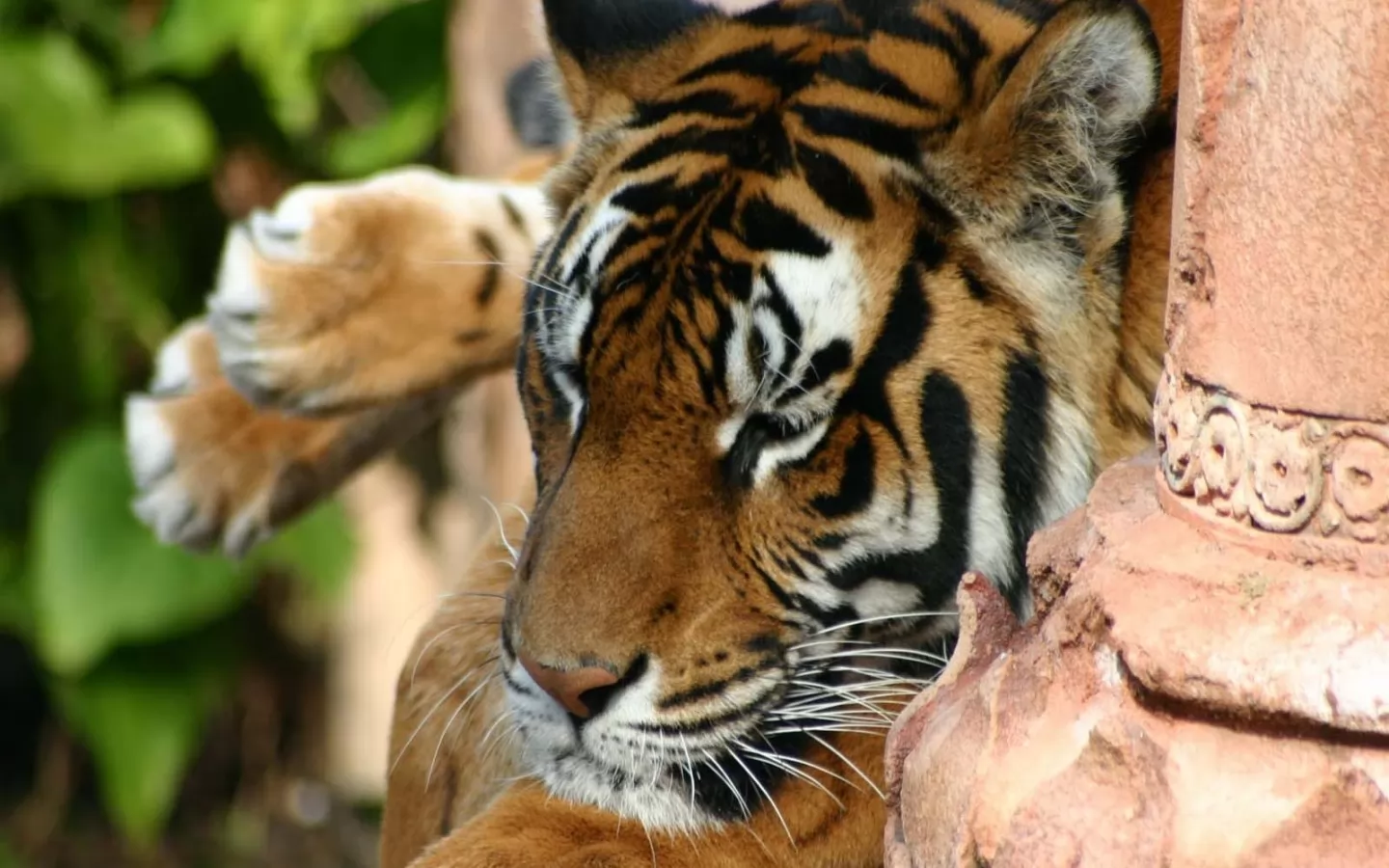 Тайгер 10. Обои животные. Спящий тигр фото.
