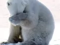 current picture: The Constraining bear