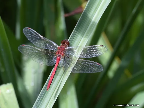 The Dragonfly, Animals