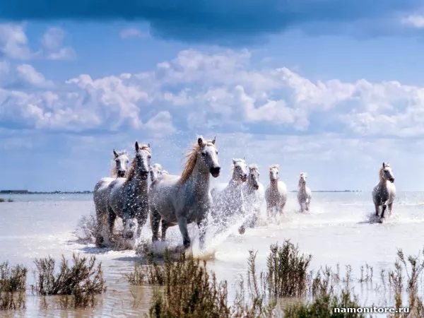 The Herd running on water, Animals