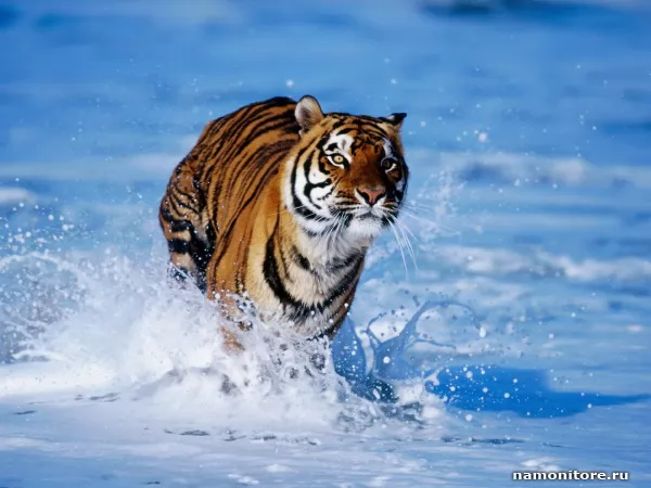 a Tiger running on water, Animals