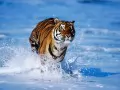 current picture: «a Tiger running on water»