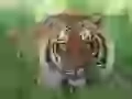 The Tiger kind eyes