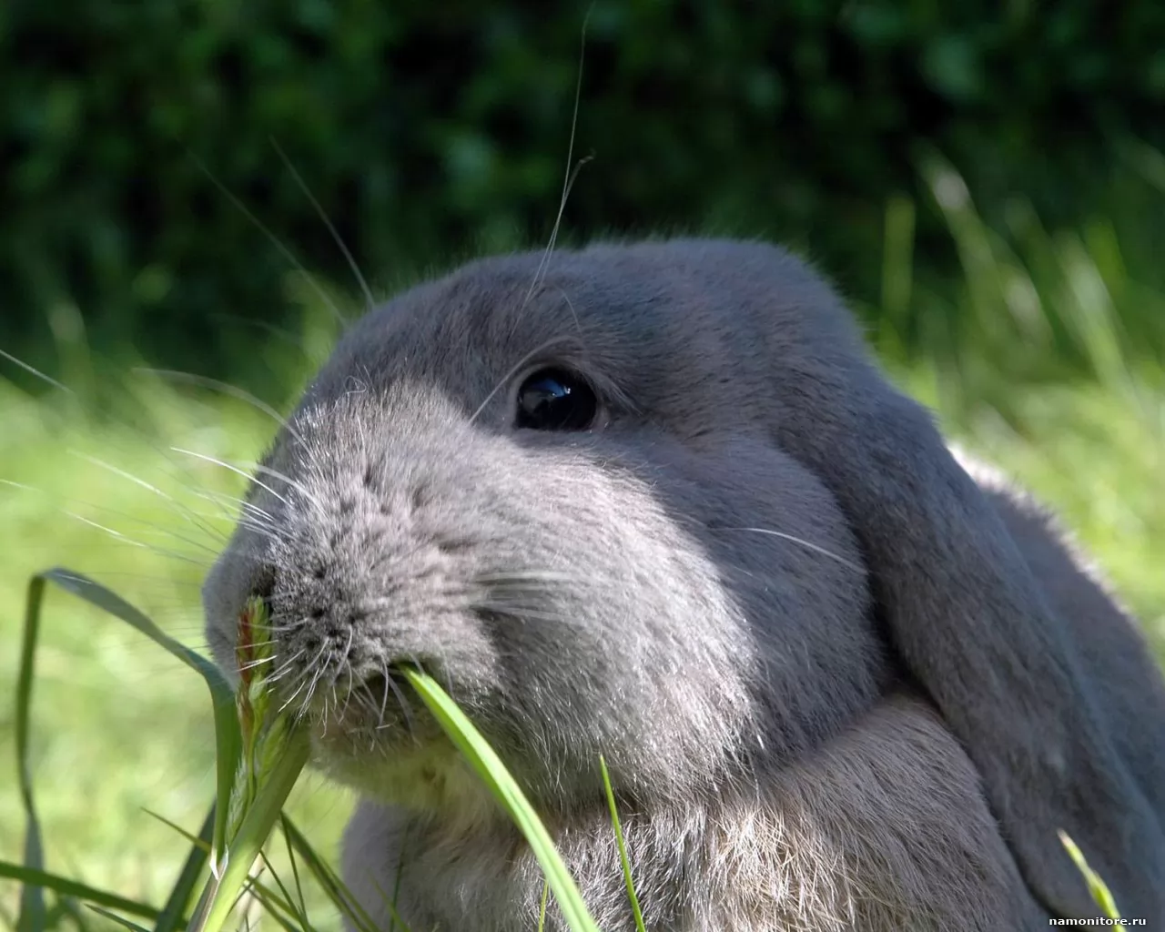 Травинка и мимимишечный серый кролик, животные, зеленое, кролики, серое, трава х